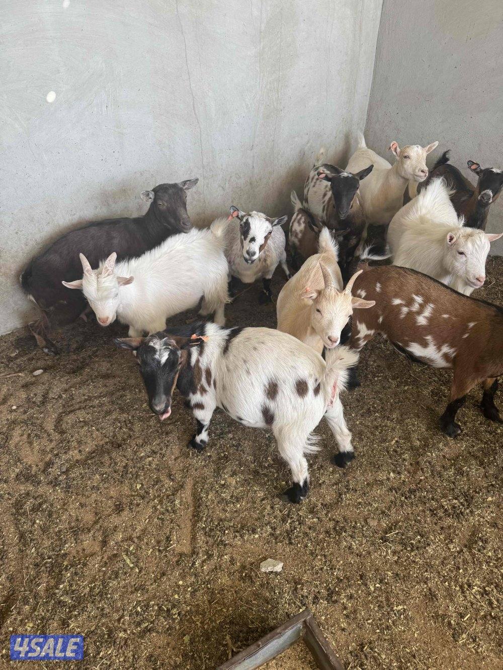 الماعز القزم اسعار تنافسيه🔥🔥🔥🔥1