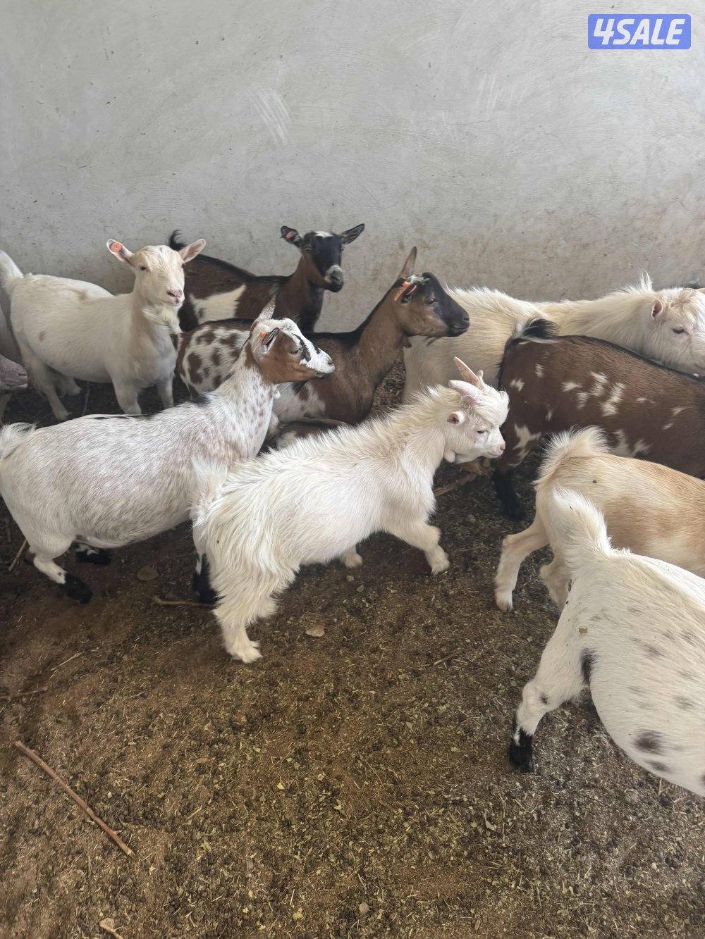 الماعز القزم اسعار تنافسيه🔥🔥🔥🔥3