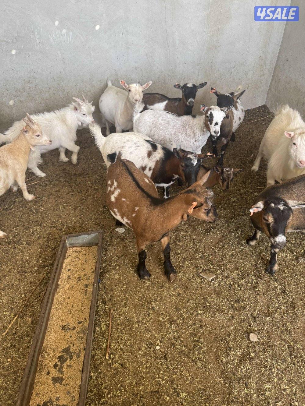 الماعز القزم اسعار تنافسيه🔥🔥🔥🔥5