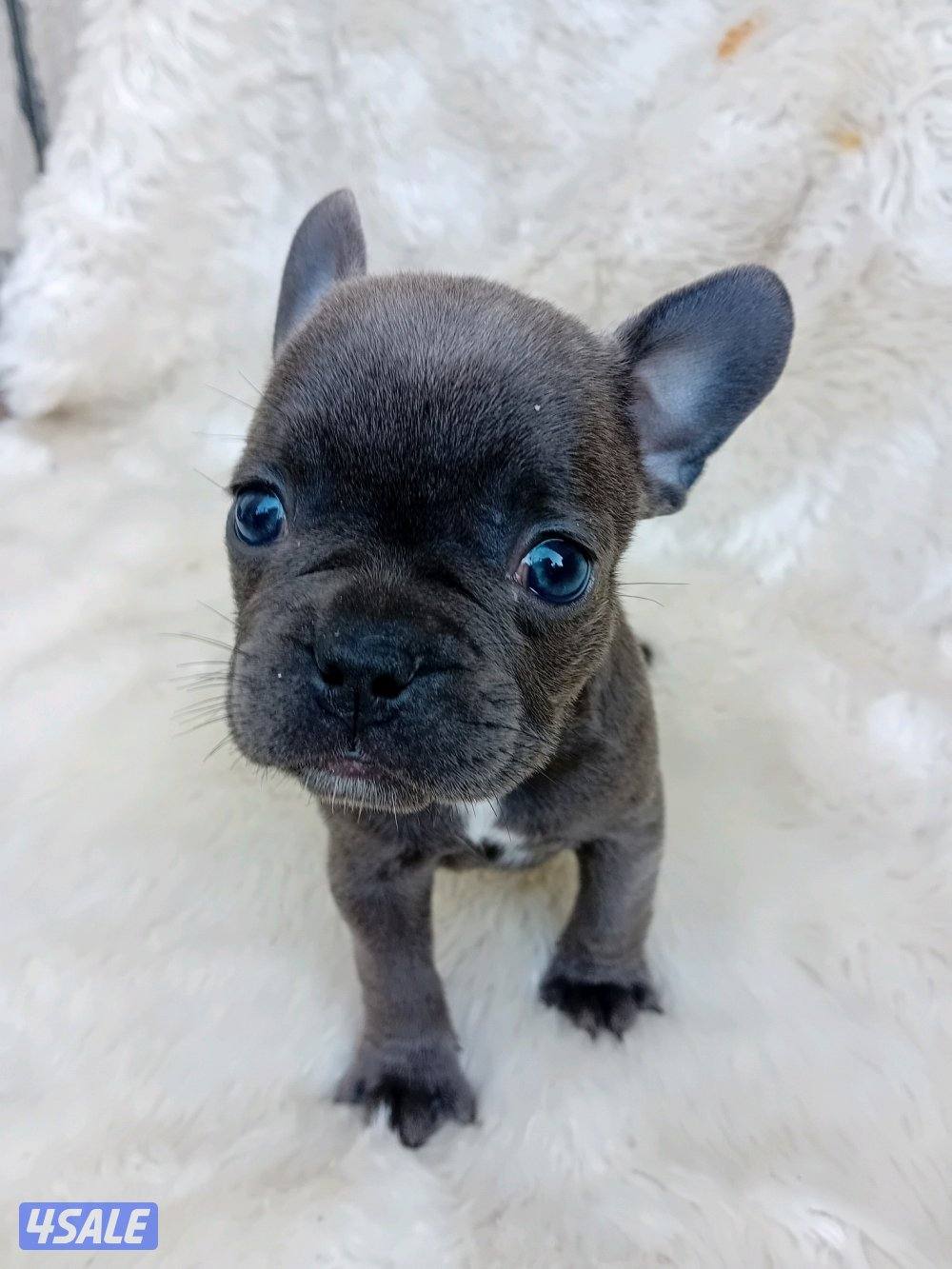 Puppies for sale French bulldog Pior 250kd0