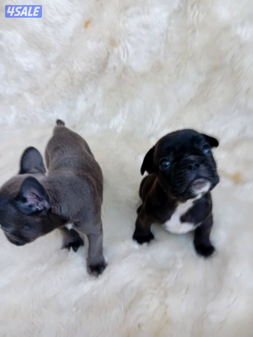 Puppies for sale French bulldog Pior 250kd1
