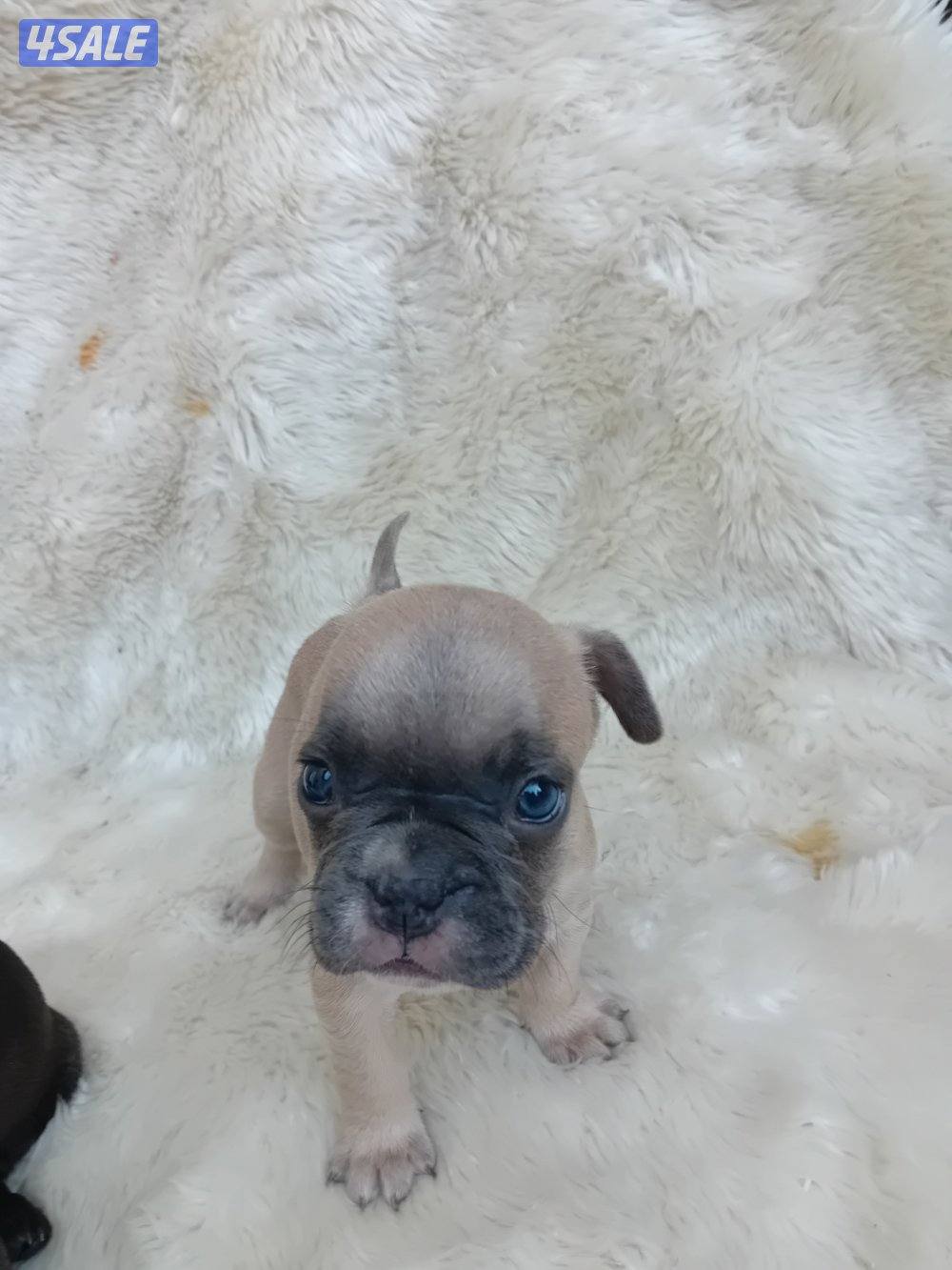 Puppies for sale French bulldog Pior 250kd2