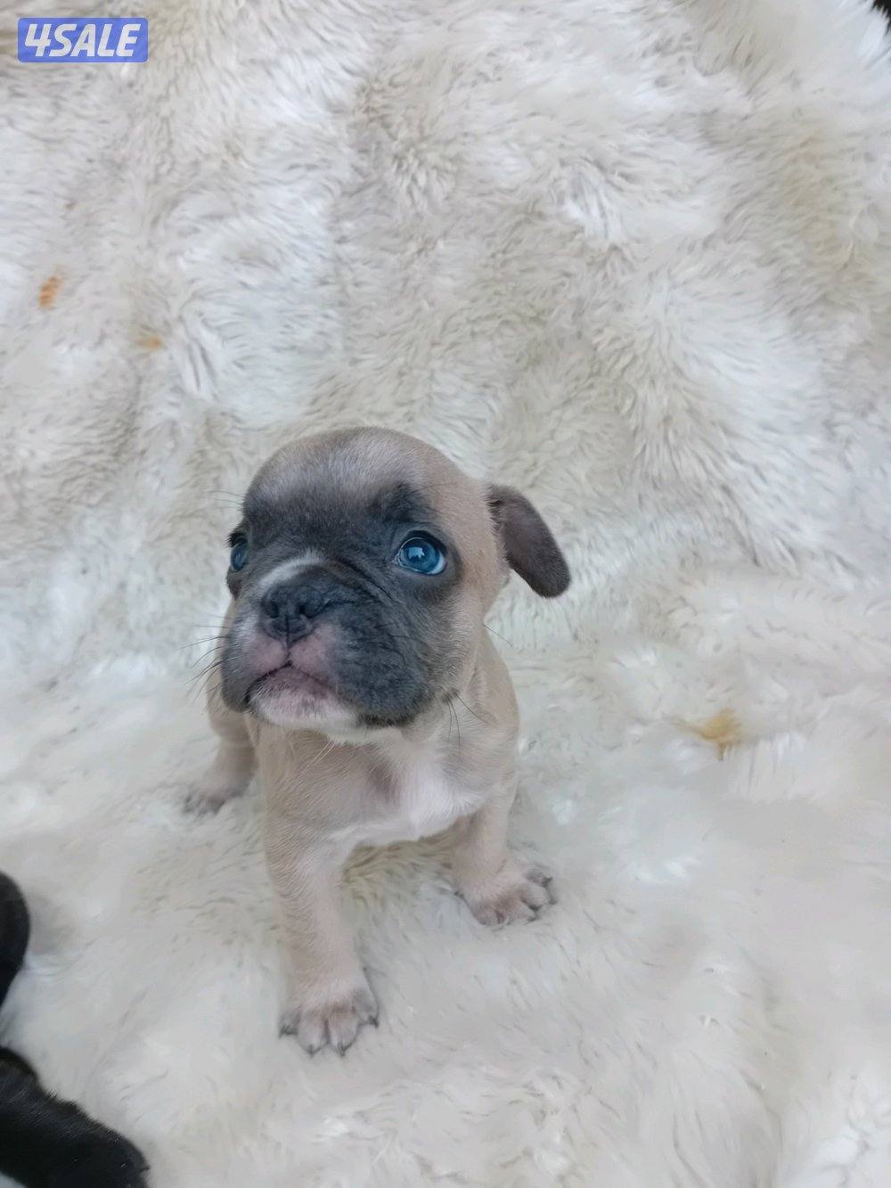 Puppies for sale French bulldog Pior 250kd3