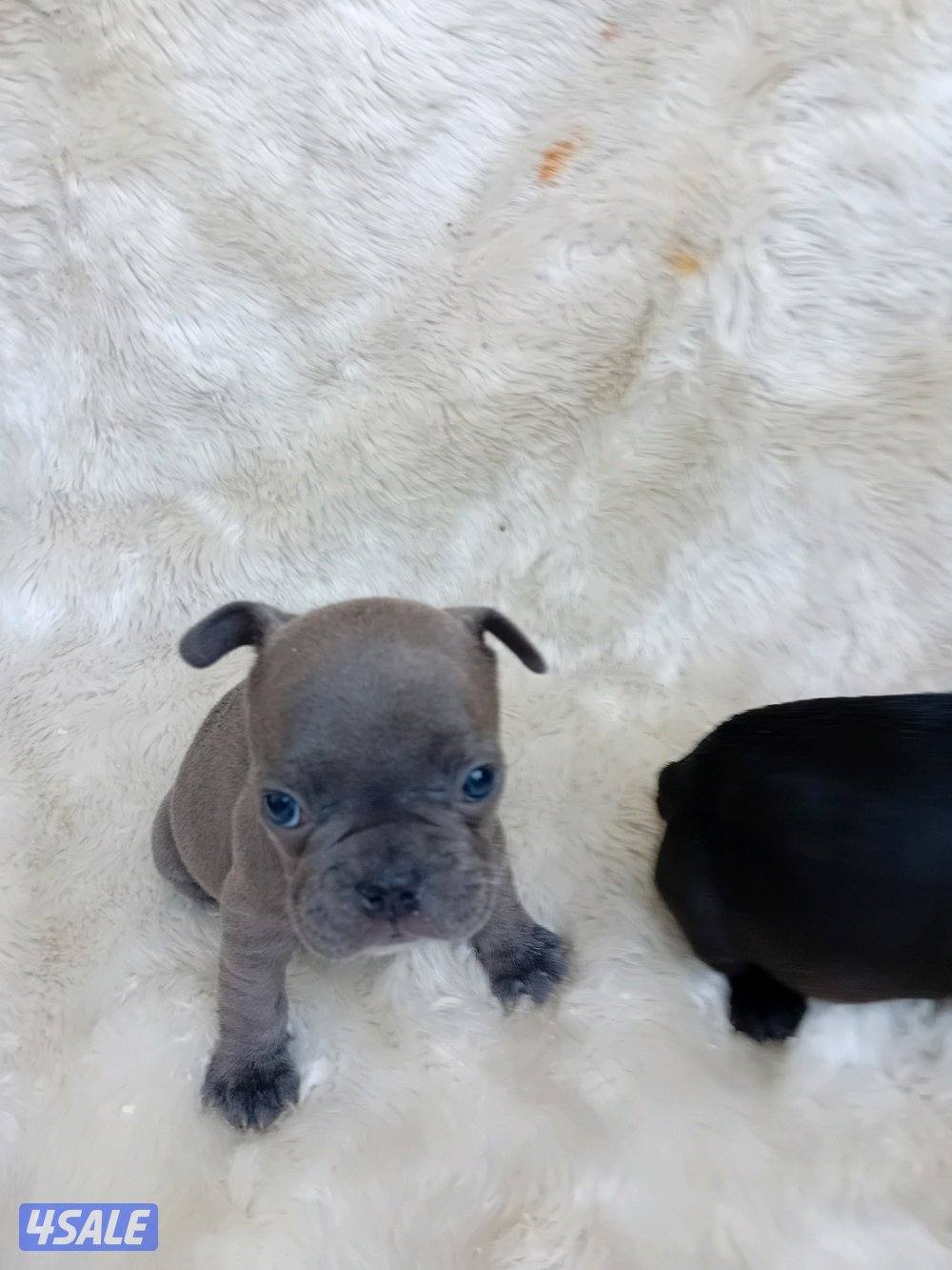 Puppies for sale French bulldog Pior 250kd4