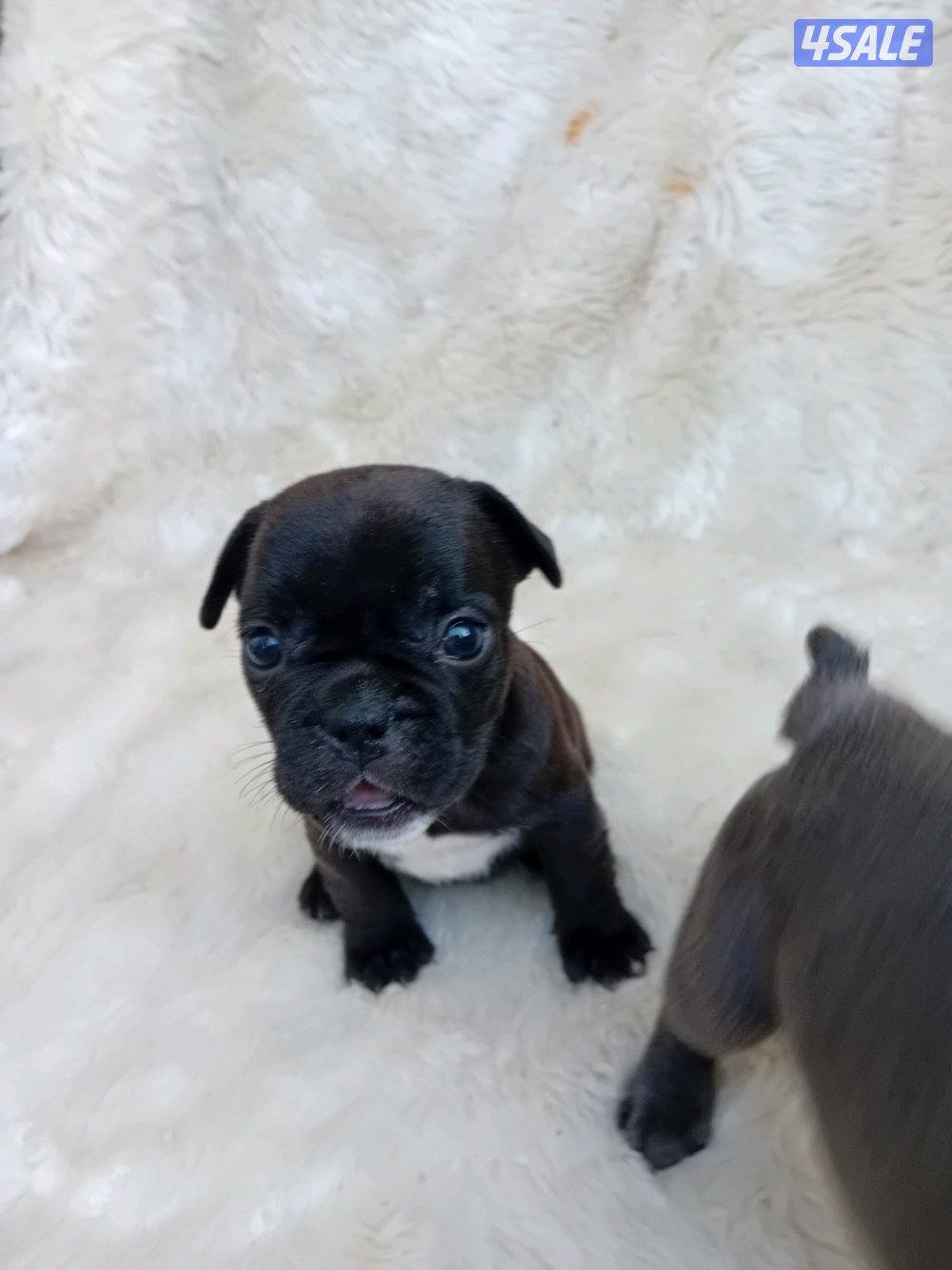 Puppies for sale French bulldog Pior 250kd5