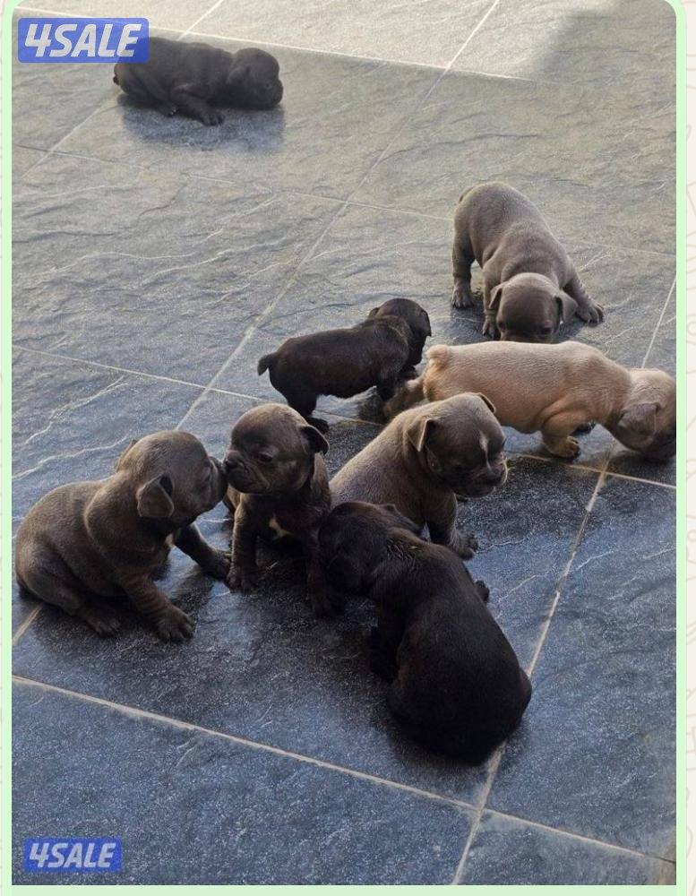 Puppies for sale French bulldog Pior 250kd6