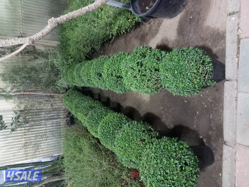 تنسيق حدائق4