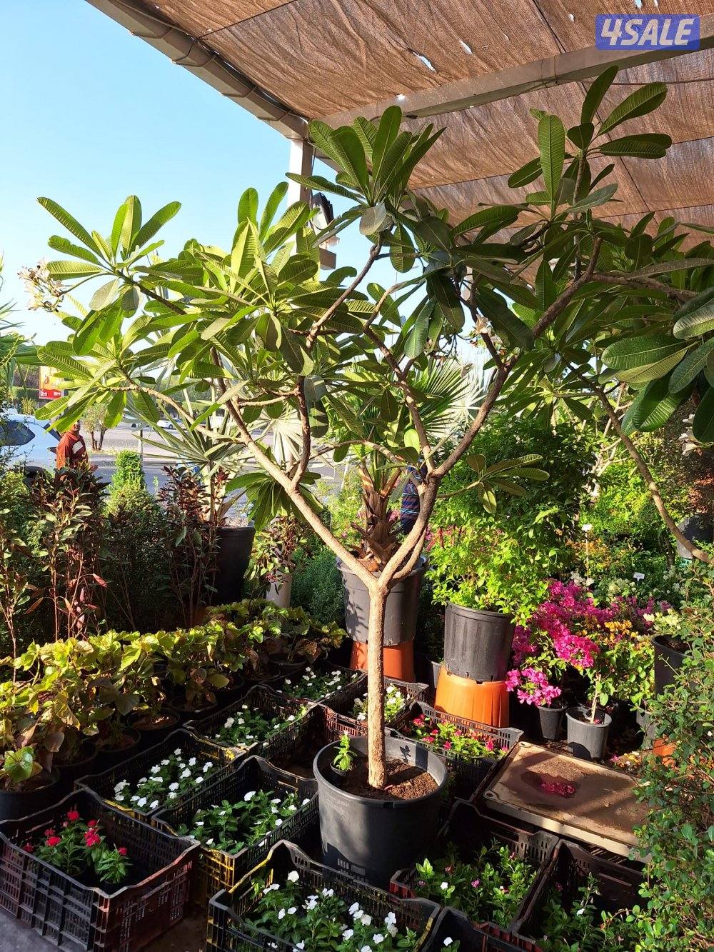 تنسيق حدائق5