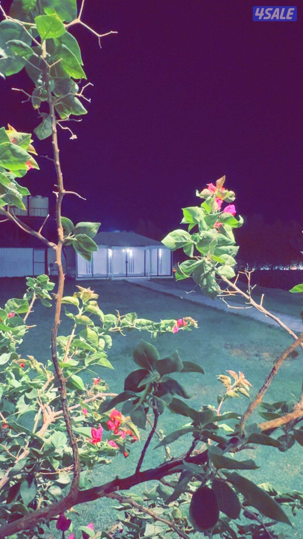 للأجار مزرعة قطعة 9 vvip في الوفرة 🌿🌴🍀☘️🌴 قطعه (9) طريق4