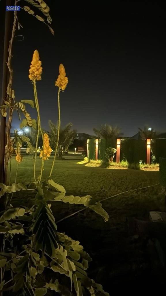 للأجار مزرعة قطعة 9 vvip في الوفرة 🌿🌴🍀☘️🌴 قطعه (9) طريق13