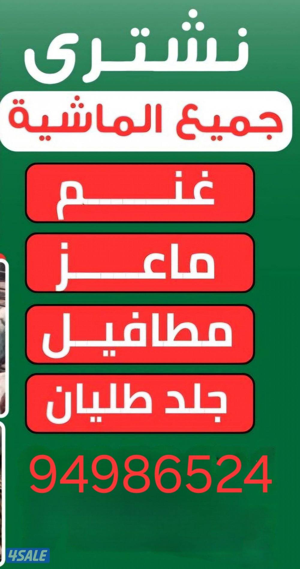 نشتري غنم ومعزه وطليان وتيوس والحلال الزين نعطيهو حقو0