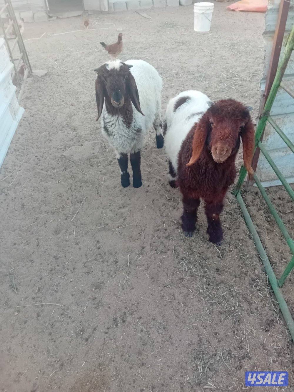 للبيع خرفان العبدلي0