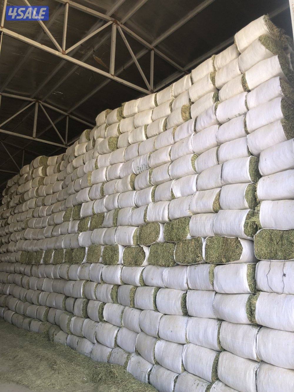 برسيم عراقي1