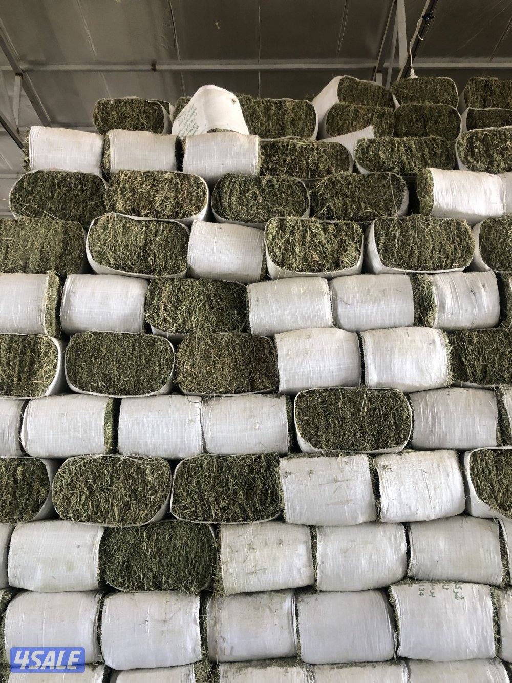 برسيم عراقي2