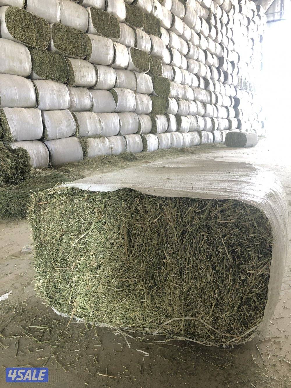 برسيم عراقي3