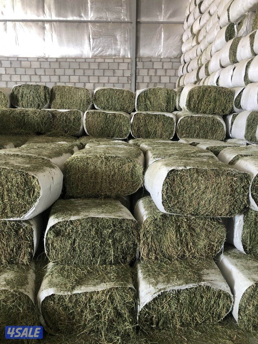 برسيم عراقي4