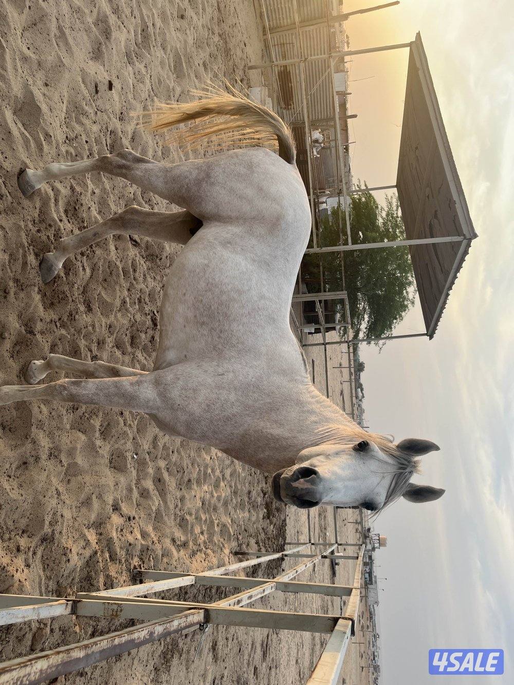 خيل فوق زين العمر ثلاث سنين مافيه مشاكل الي صامل يتواصل بالوتساب0