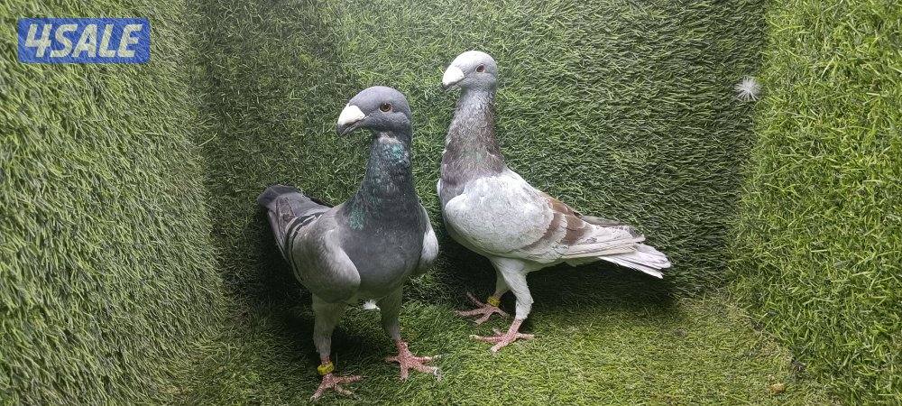 زواجل موليمنز وثلجى واكتاف وهومر3