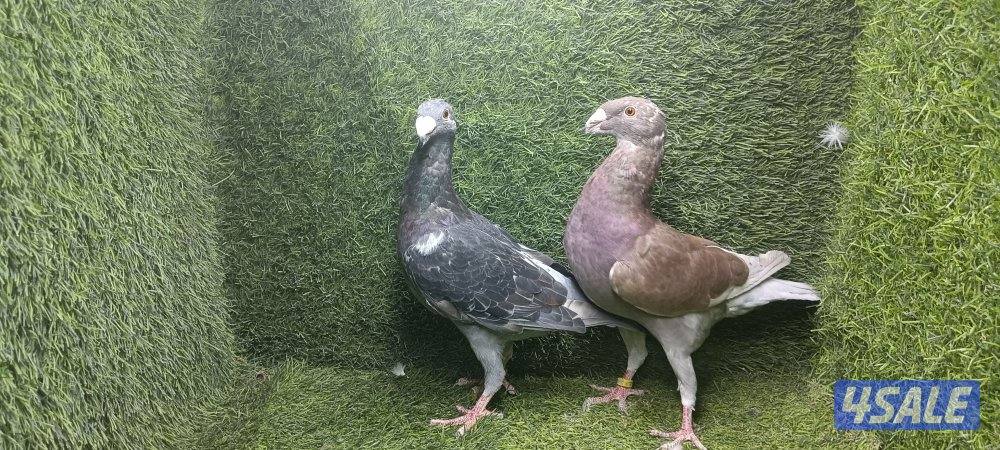 زواجل موليمنز وثلجى واكتاف وهومر2