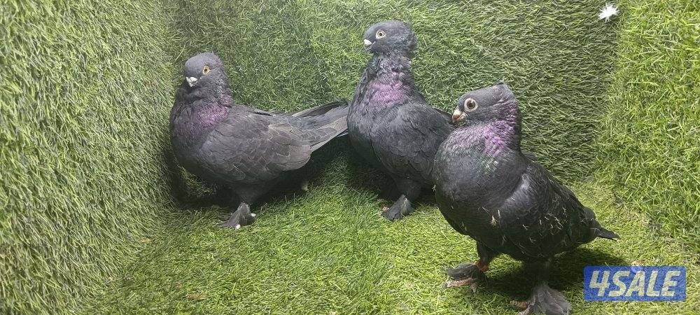 زواجل موليمنز وثلجى واكتاف وهومر4