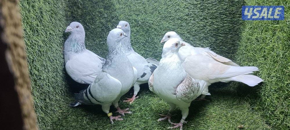 زواجل موليمنز وثلجى واكتاف وهومر5