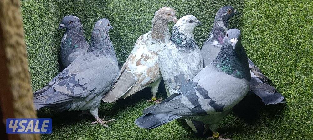 زواجل موليمنز وثلجى واكتاف وهومر7