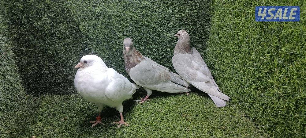 زواجل موليمنز وثلجى واكتاف وهومر6