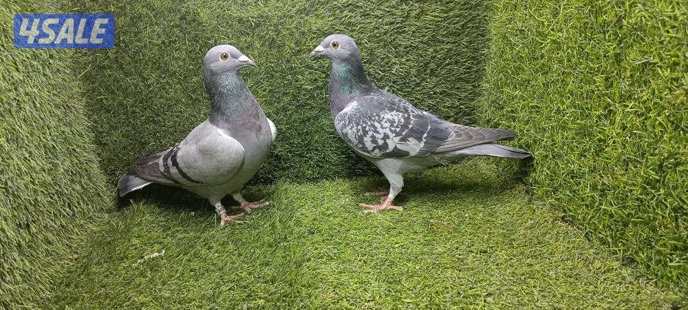 زواجل موليمنز وثلجى واكتاف وهومر8