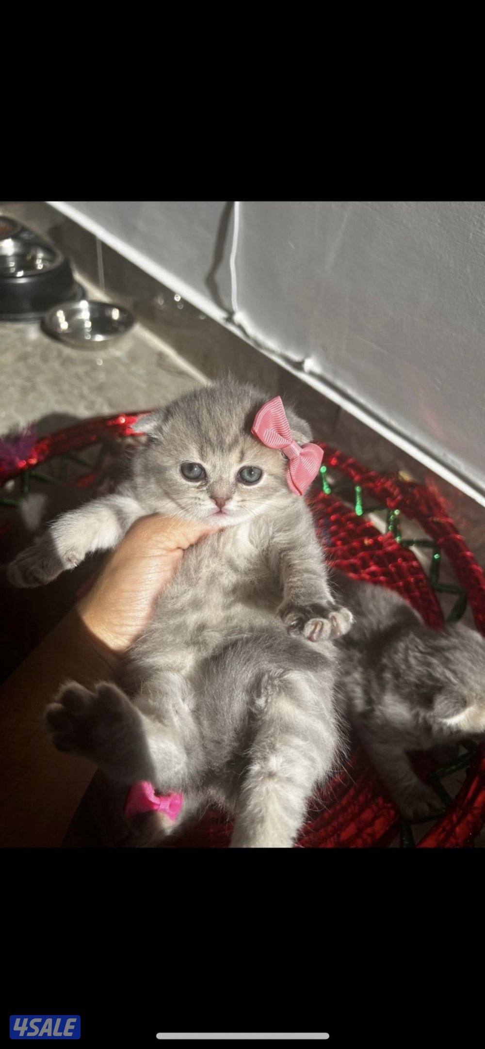 للبيع قطاوه بيور0