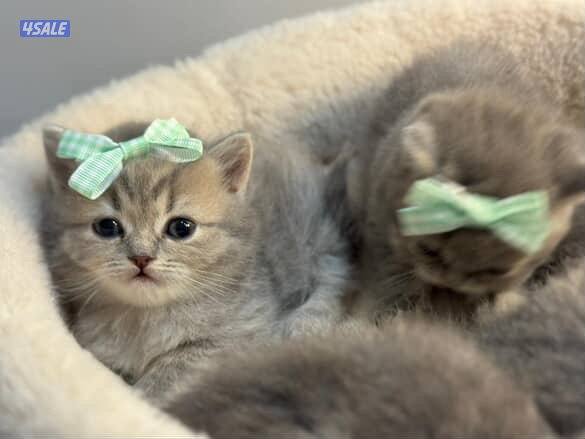 للبيع قطاوه بيور1