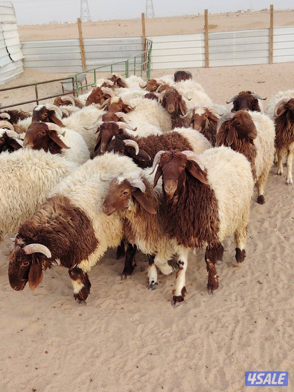 للبيع طليان نعيم سوري طيبه جميع الأعمار شي فاخر تلاجه مفطح هدو1