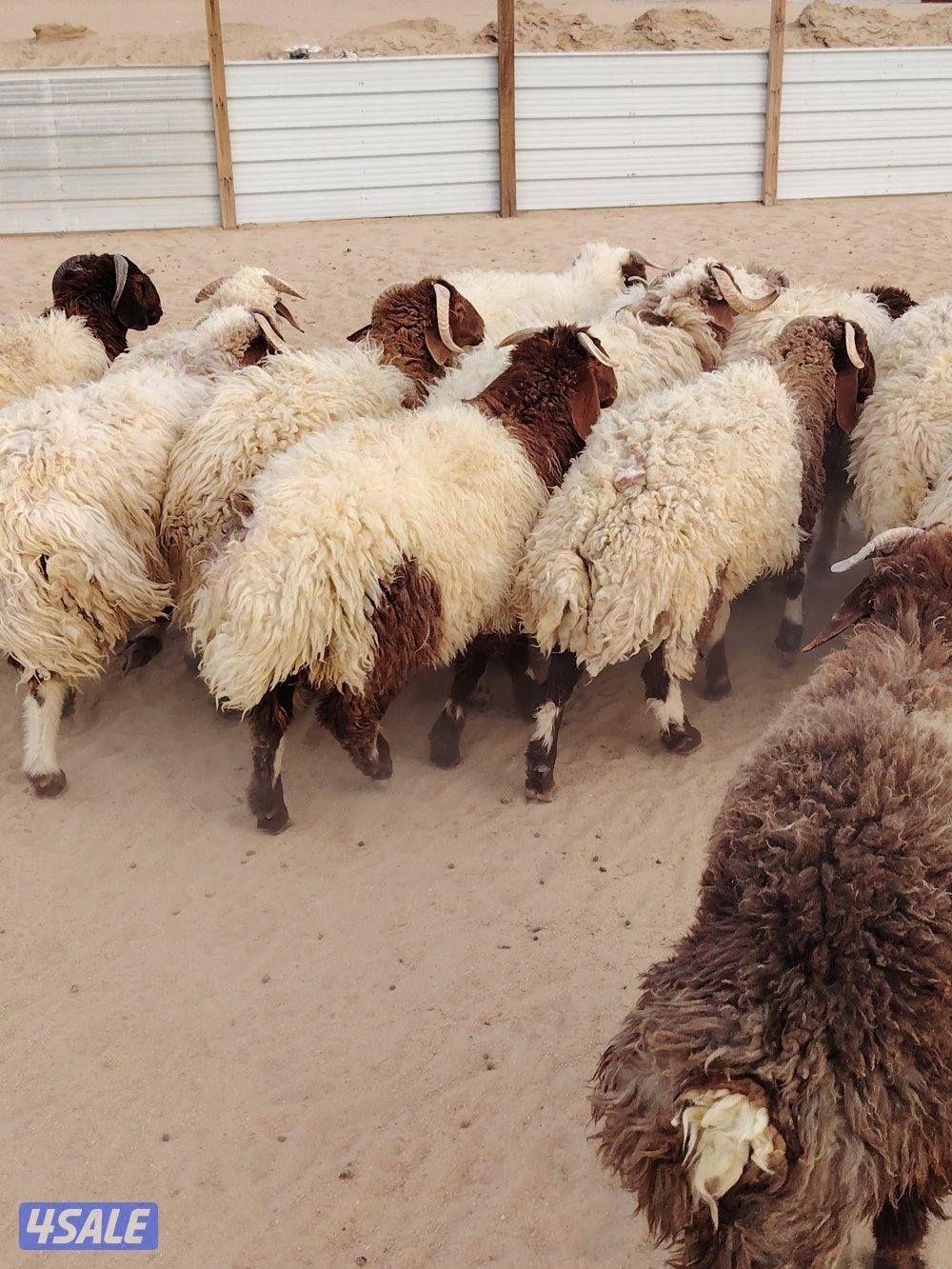 للبيع طليان نعيم سوري طيبه جميع الأعمار شي فاخر تلاجه مفطح هدو2