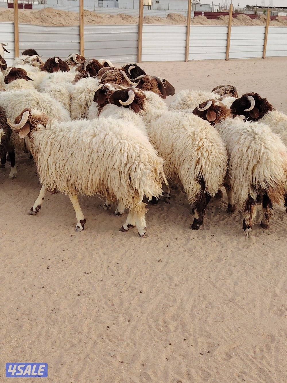 للبيع طليان نعيم سوري طيبه جميع الأعمار شي فاخر تلاجه مفطح هدو3