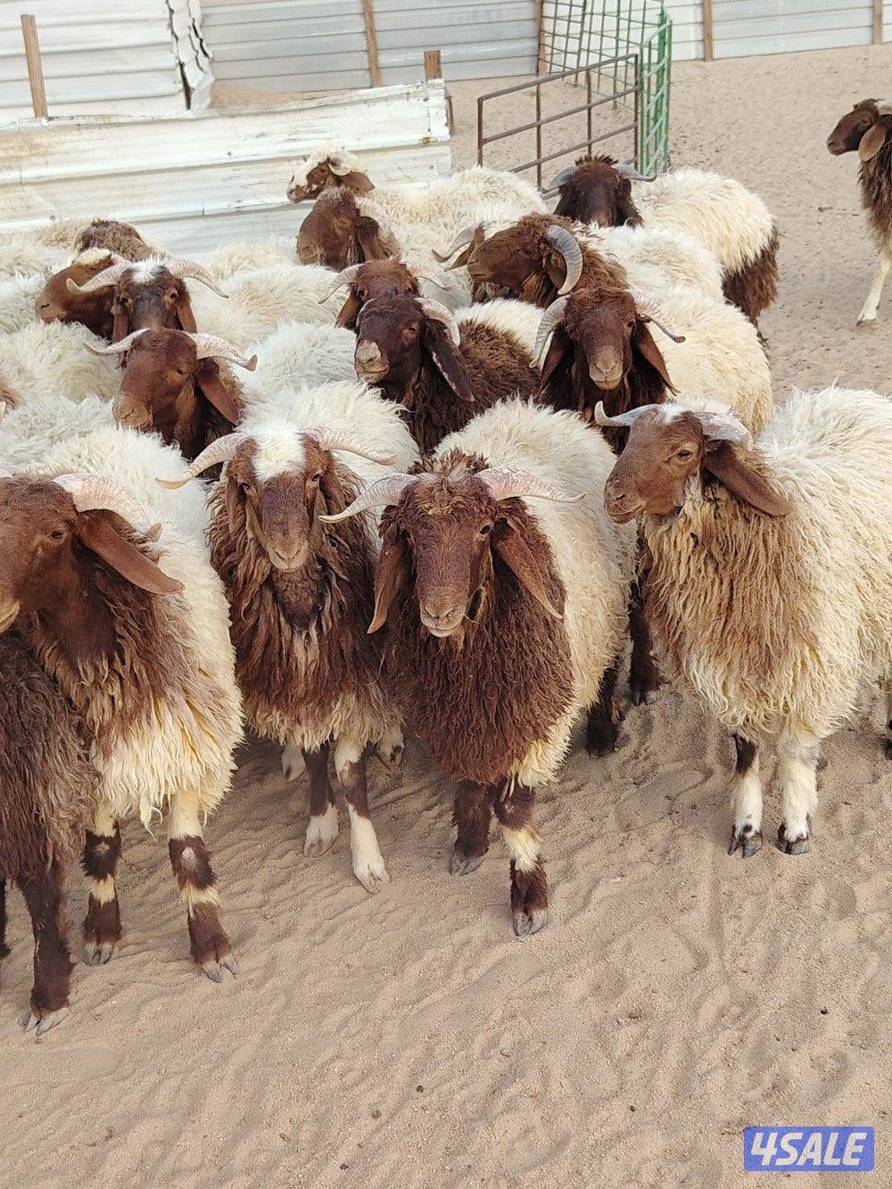 للبيع طليان نعيم سوري طيبه جميع الأعمار شي فاخر تلاجه مفطح هدو4