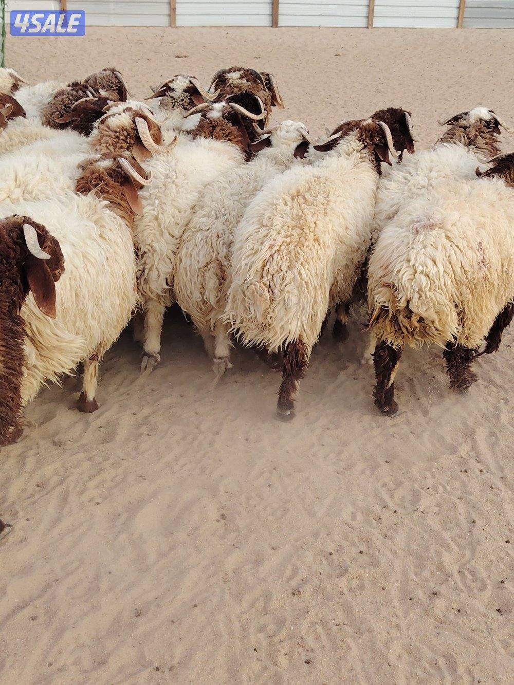 للبيع طليان نعيم سوري طيبه جميع الأعمار شي فاخر تلاجه مفطح هدو5