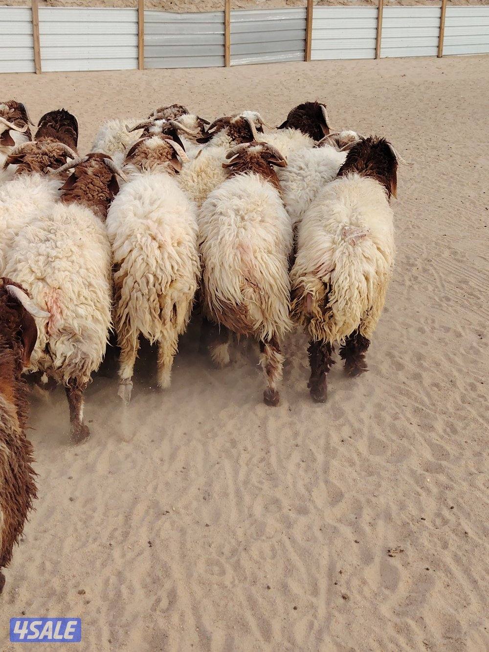 للبيع طليان نعيم سوري طيبه جميع الأعمار شي فاخر تلاجه مفطح هدو6