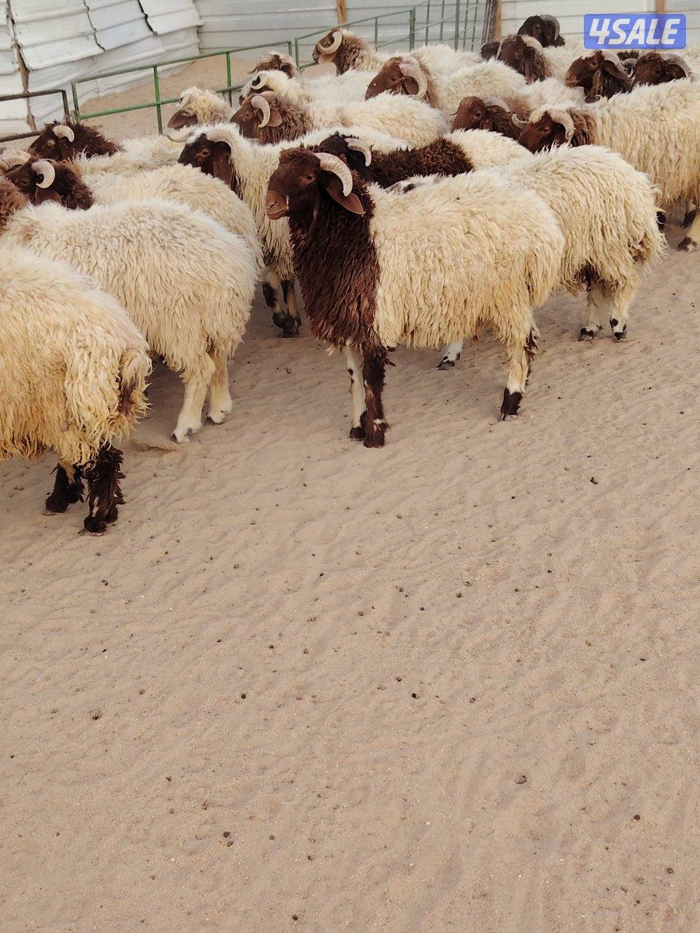 للبيع طليان نعيم سوري طيبه جميع الأعمار شي فاخر تلاجه مفطح هدو7