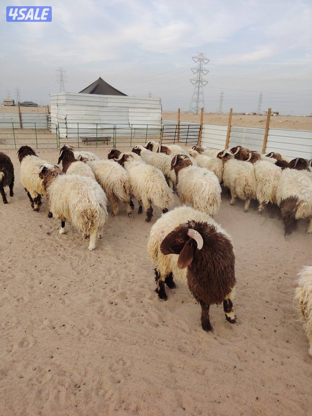 للبيع طليان نعيم سوري طيبه جميع الأعمار شي فاخر تلاجه مفطح هدو8