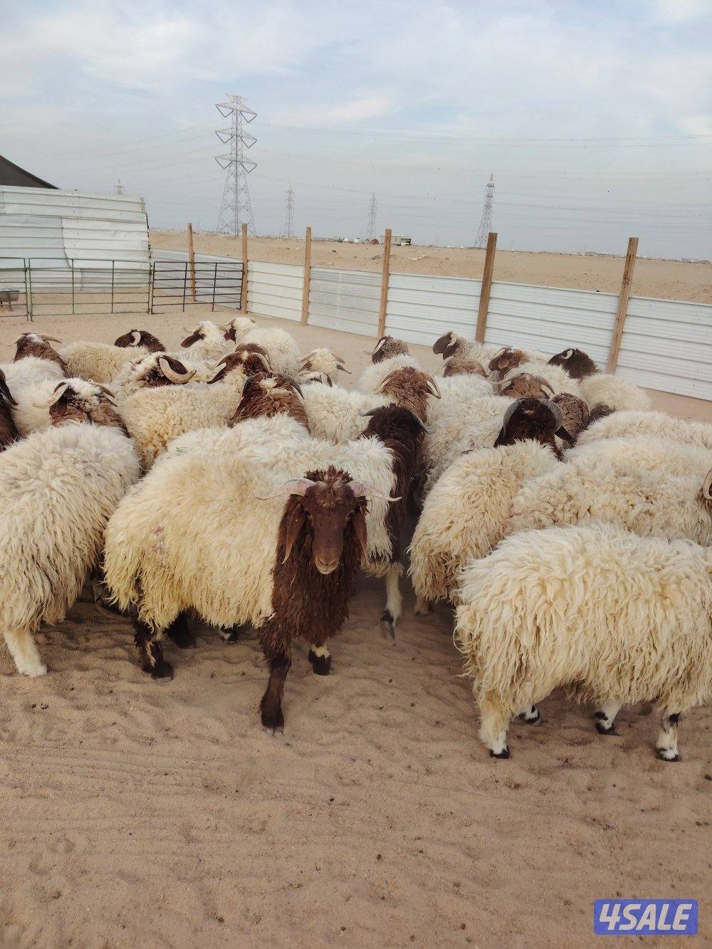 للبيع طليان نعيم سوري طيبه جميع الأعمار شي فاخر تلاجه مفطح هدو9