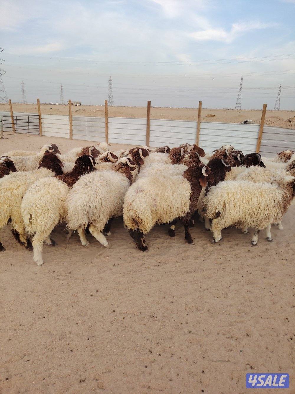 للبيع طليان نعيم سوري طيبه جميع الأعمار شي فاخر تلاجه مفطح هدو10