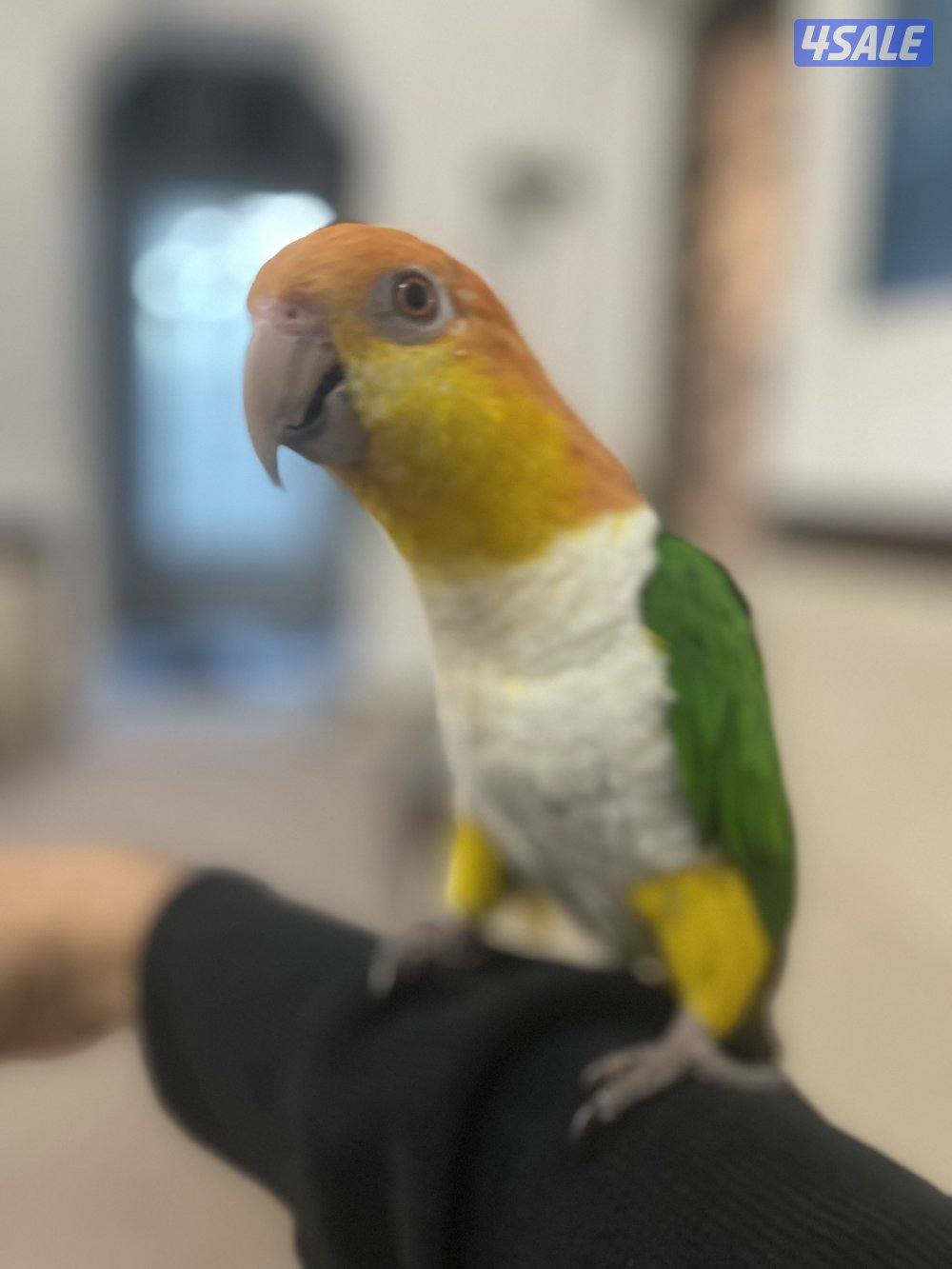 للبيع وايت بيلي كيك0