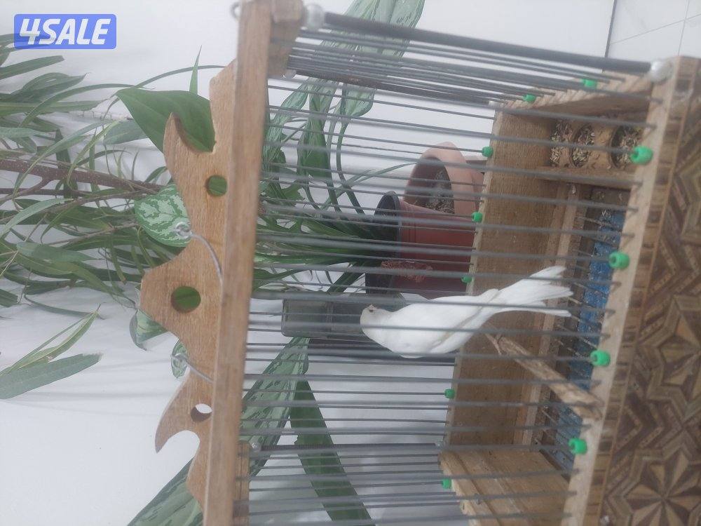 كناري شرط التغريد ازعاج2