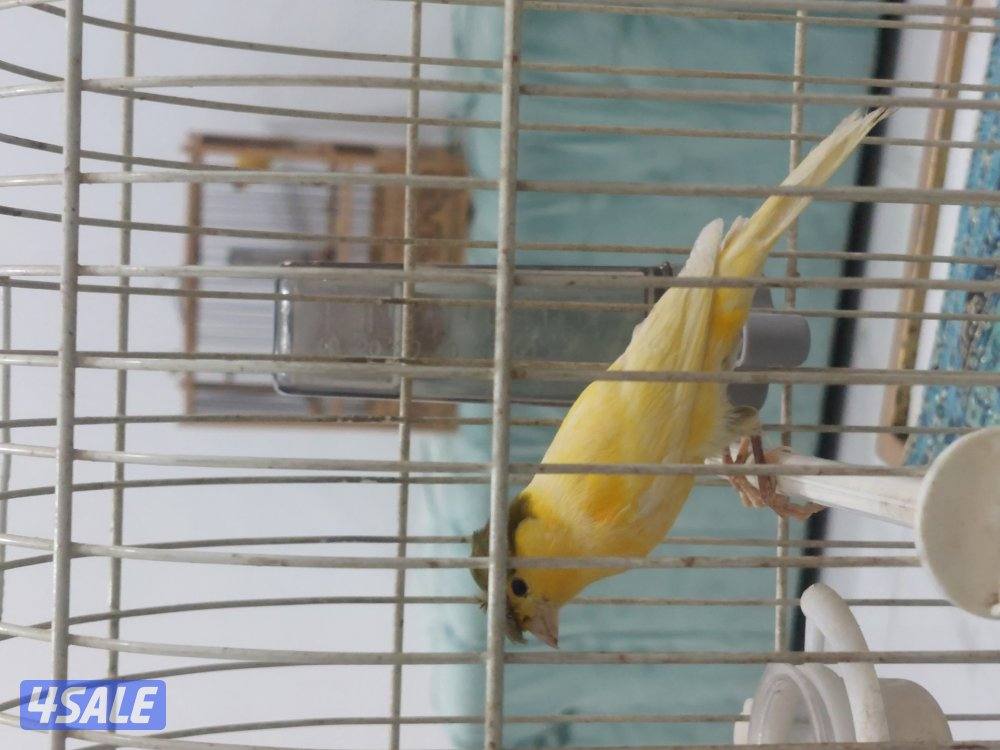 كناري شرط التغريد ازعاج1