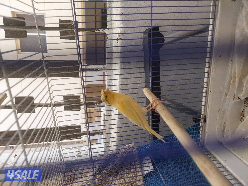 كناري شرط التغريد ازعاج3