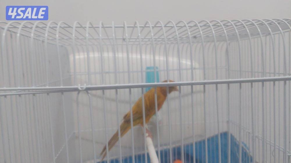 كناري شرط التغريد ازعاج5