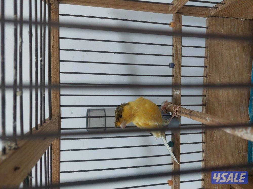 كناري شرط التغريد ازعاج4