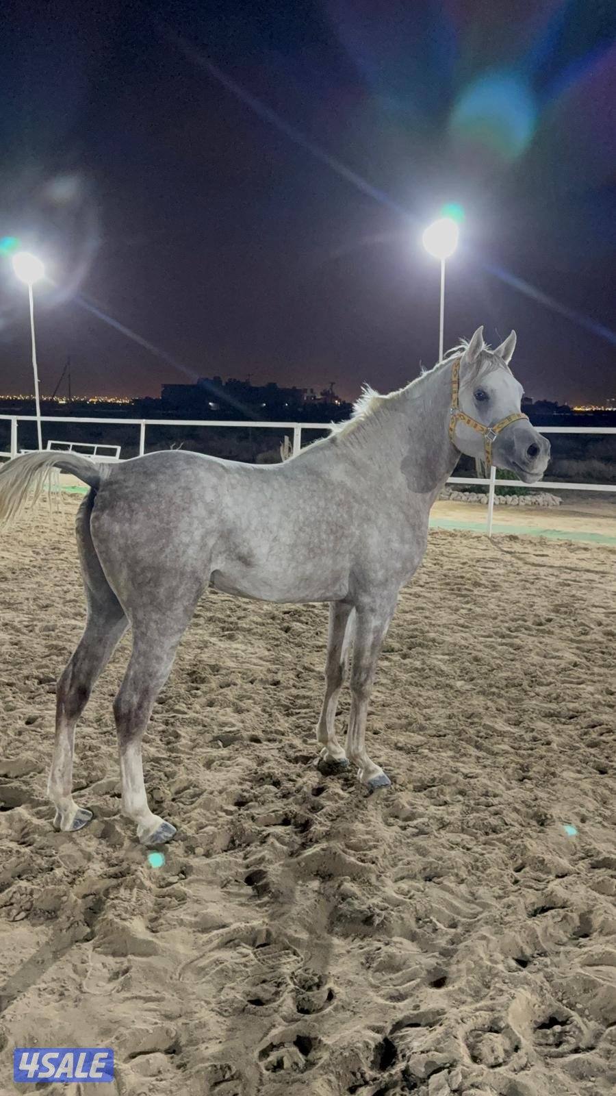 فحل بولش 20200