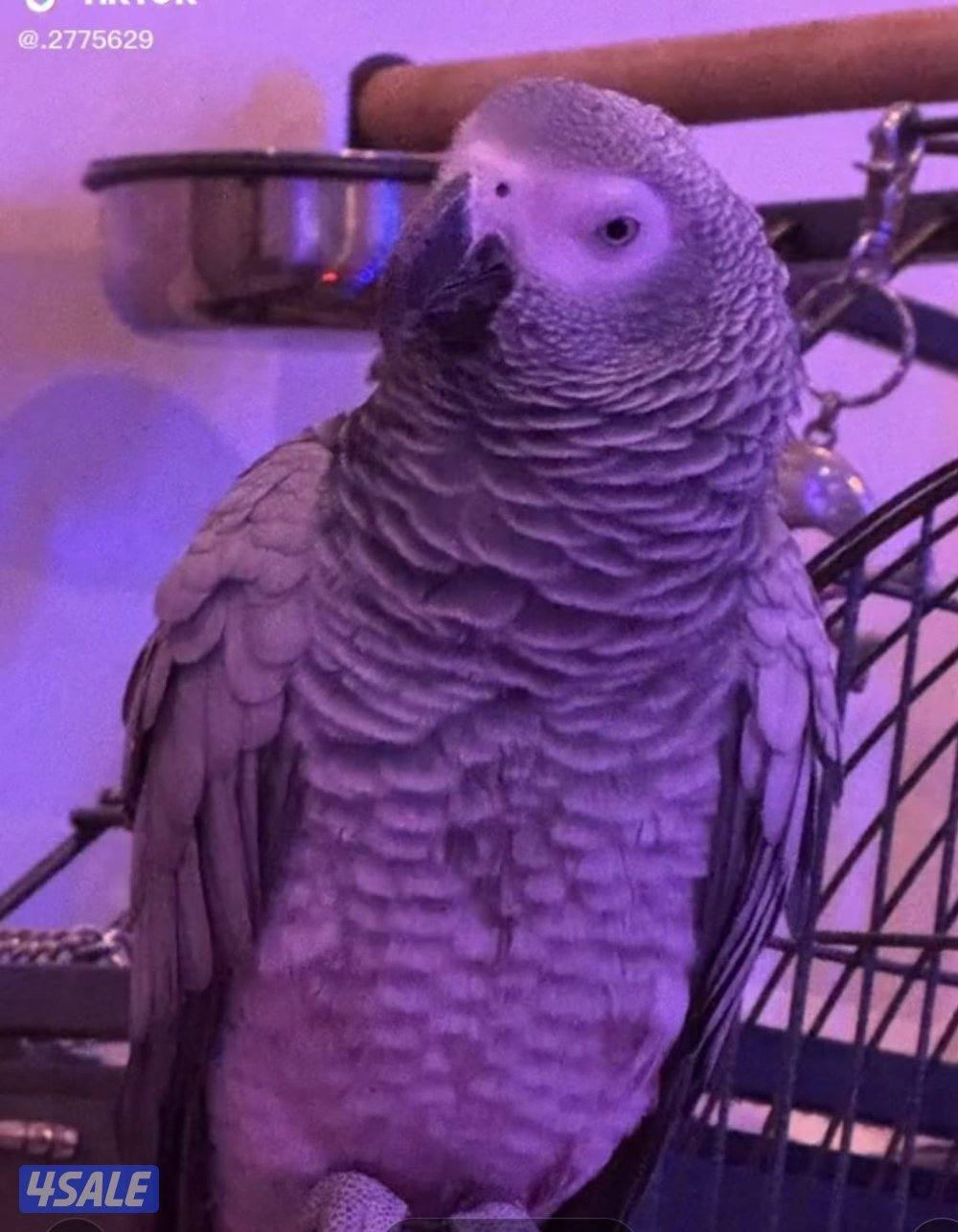 كاسكو افريقي ( دعبول )0