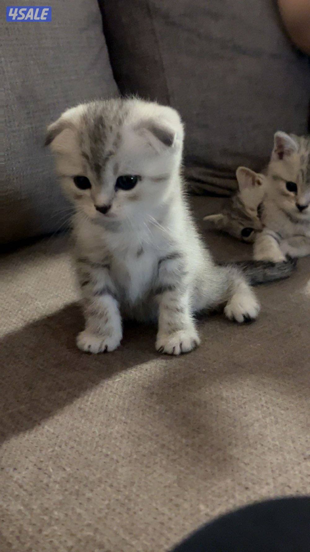 كتن سكوتش فولد5