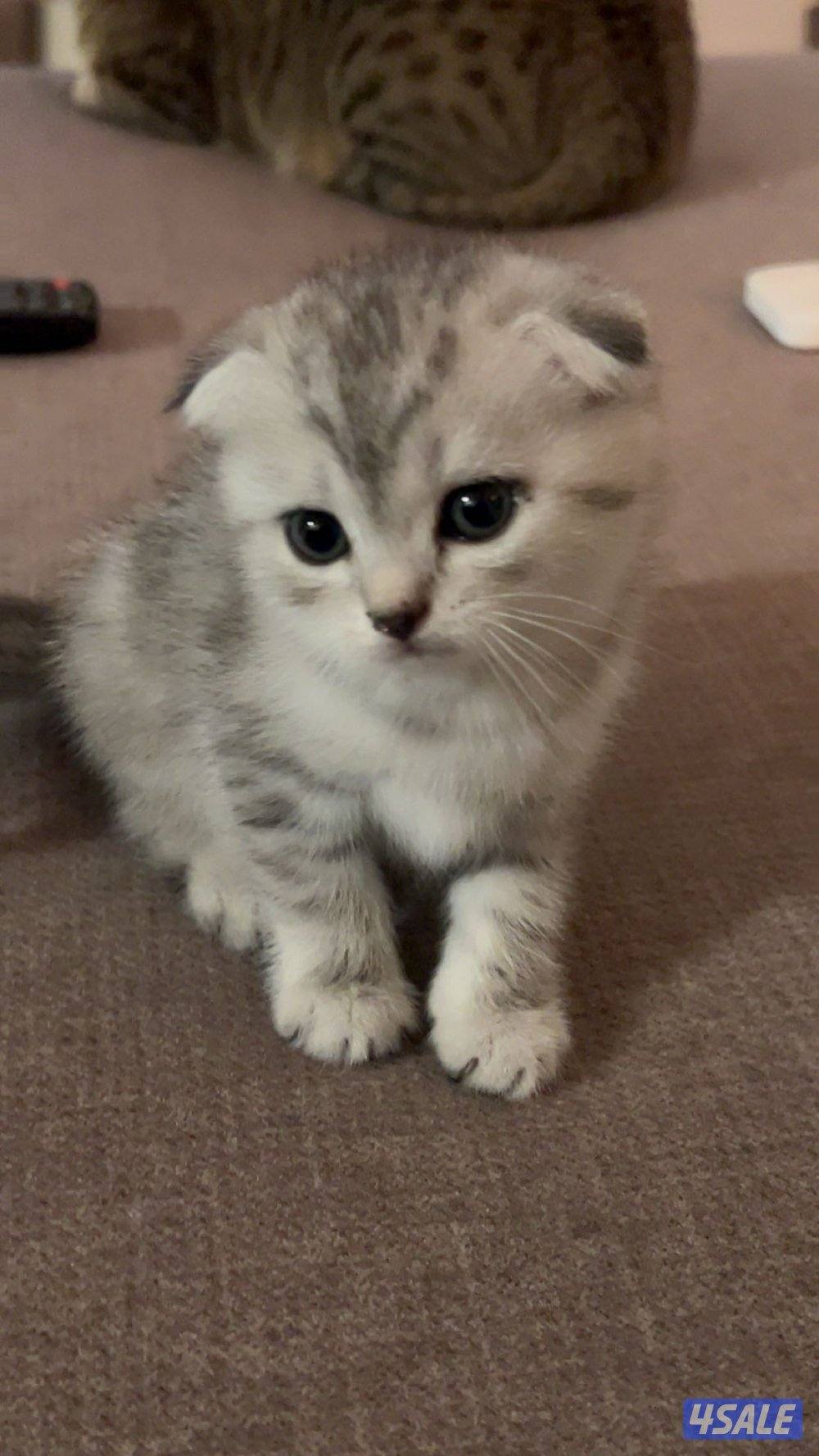 كتن سكوتش فولد6